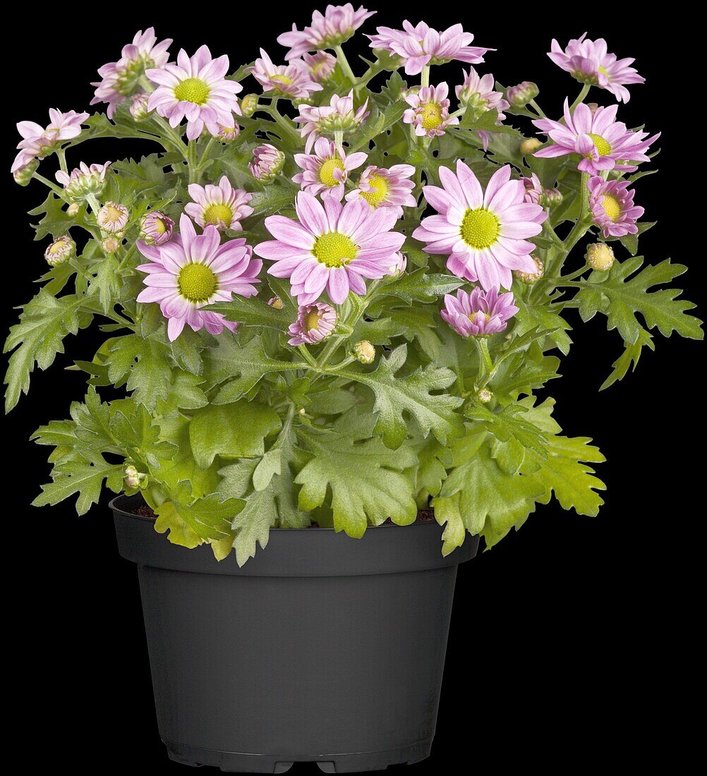 Chrysanthemum indicum, pink