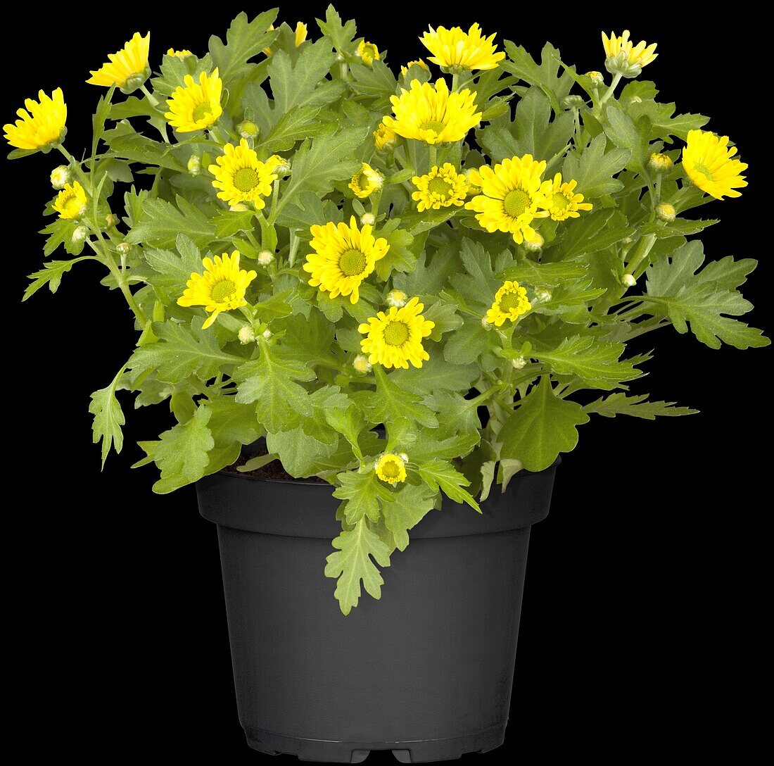 Chrysanthemum indicum, yellow