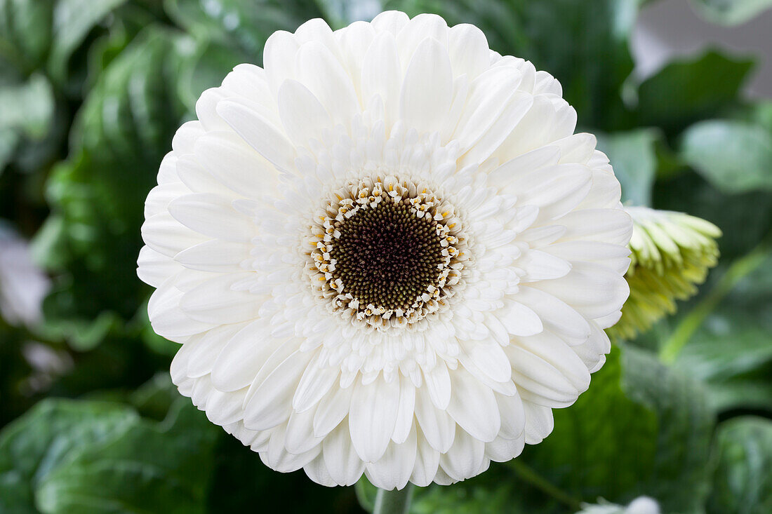 Gerbera, weiß