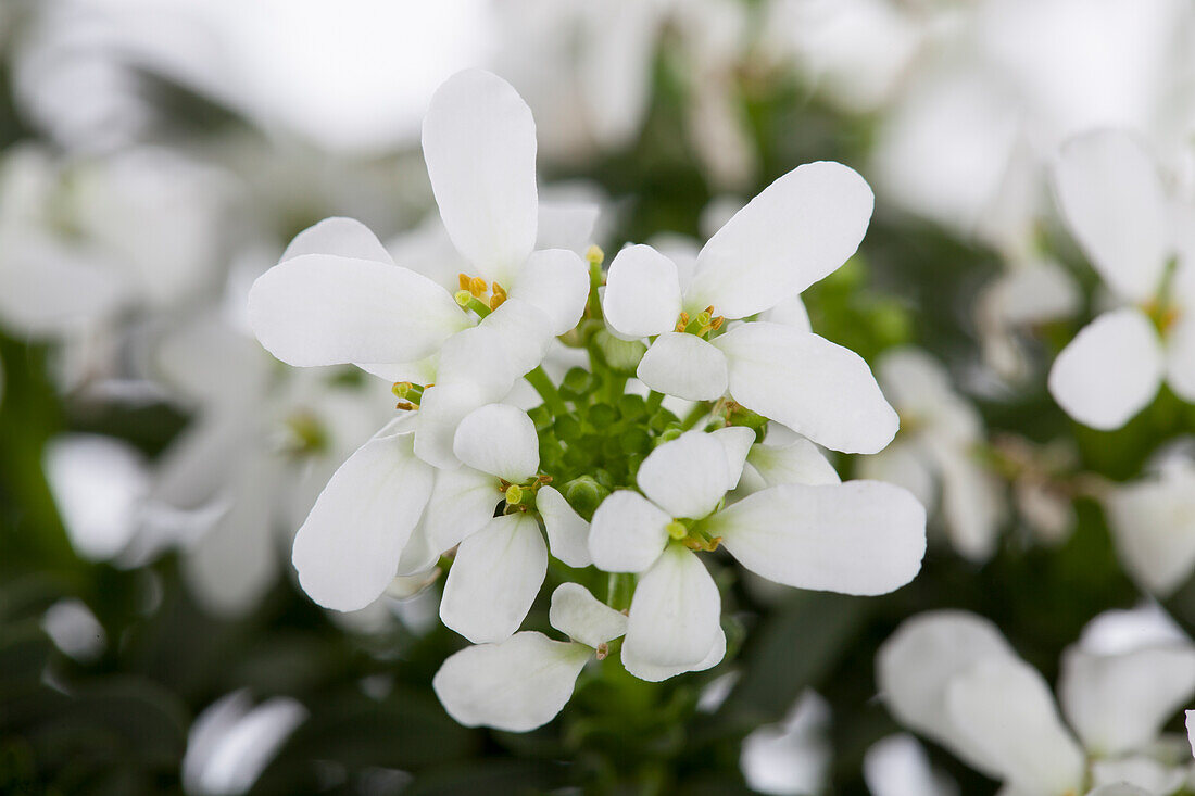 Iberis sempervirens