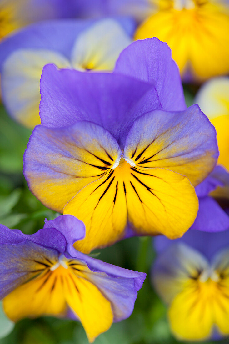 Viola cornuta