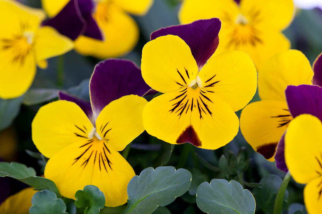 Viola cornuta