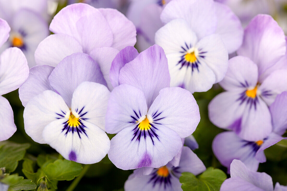 Viola cornuta