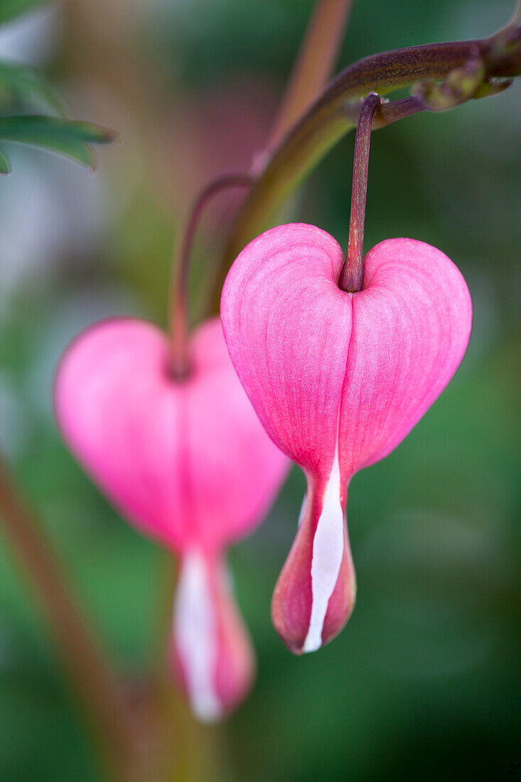 Dicentra spectabilis, rosa