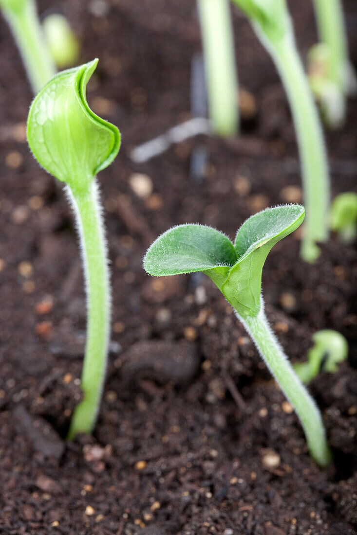 Cucurbita pepo