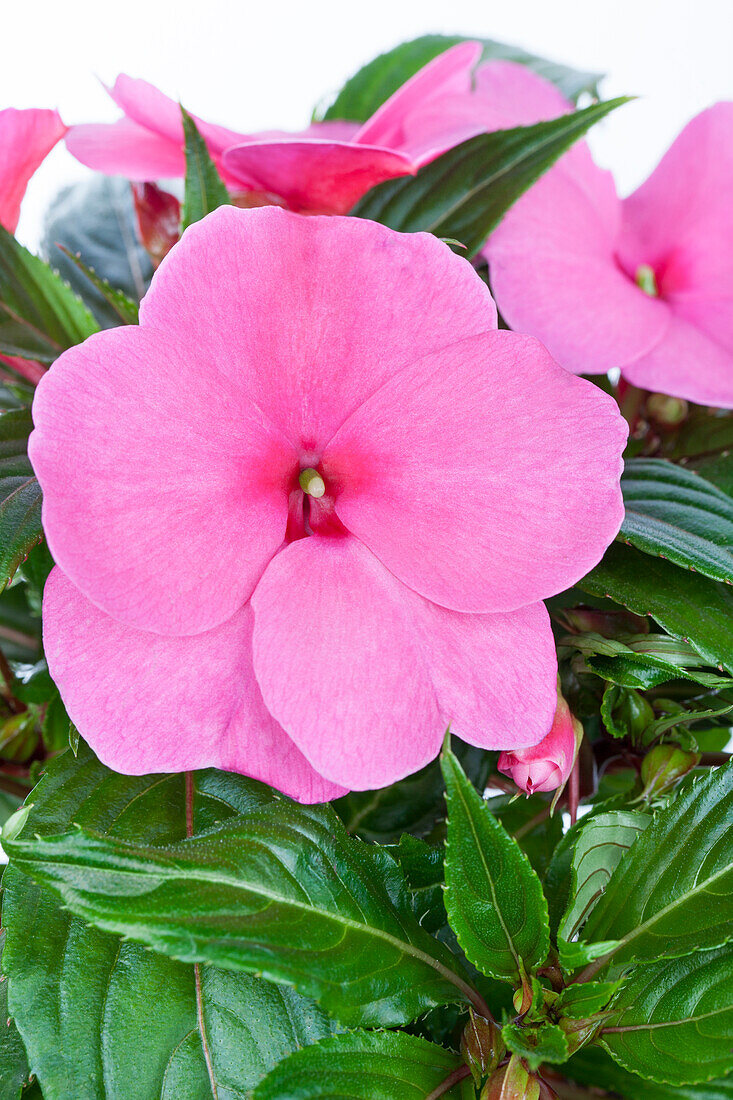 Impatiens neuguinea, rosa