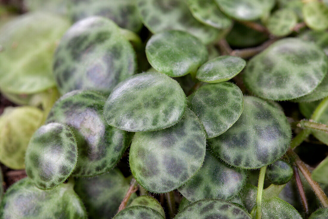 Peperomia