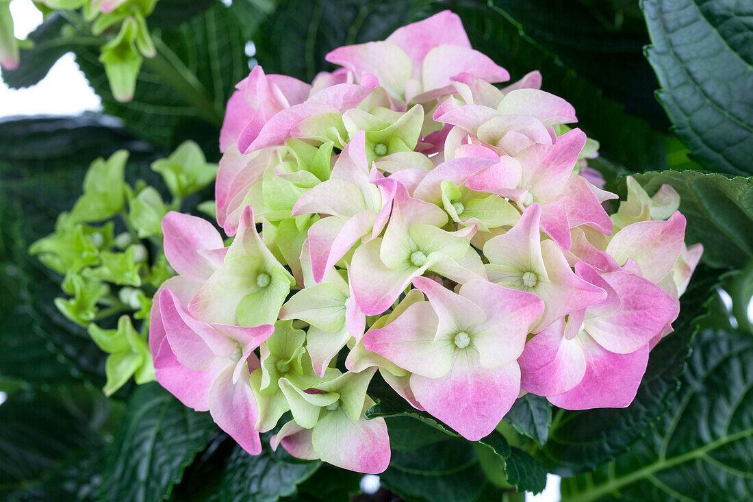 Hydrangea macrophylla, rosa