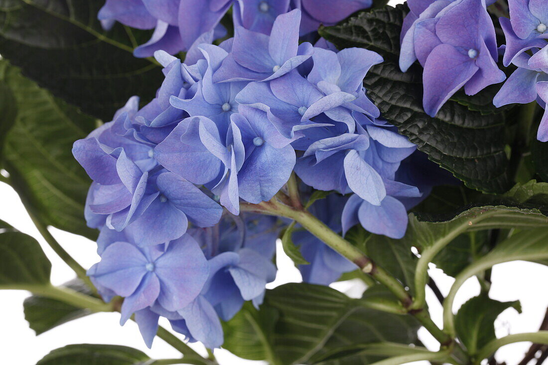 Hydrangea macrophylla