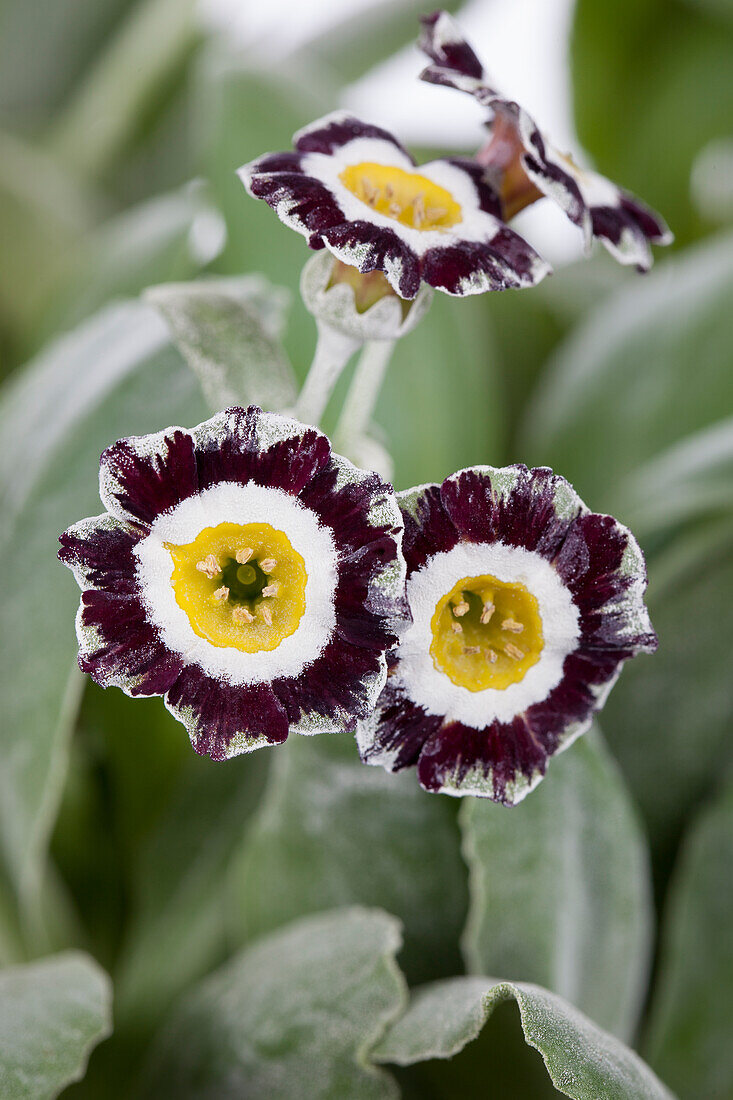 Primula auricula