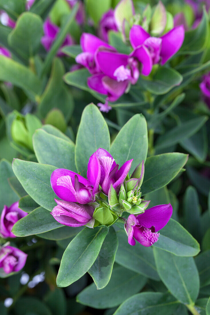 Polygala myrtifolia