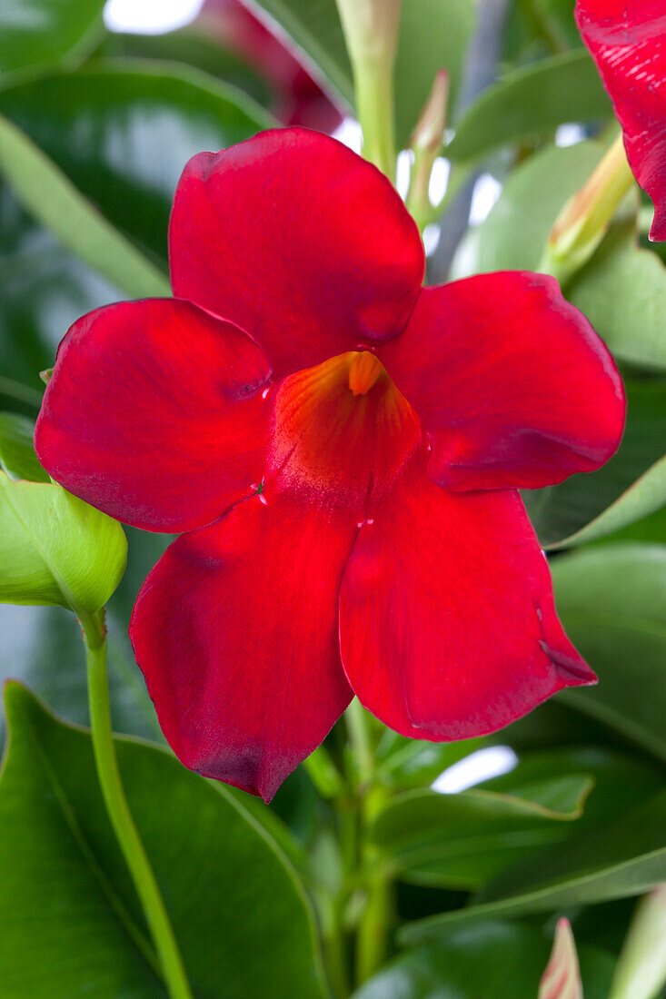 Mandevilla sanderi, red