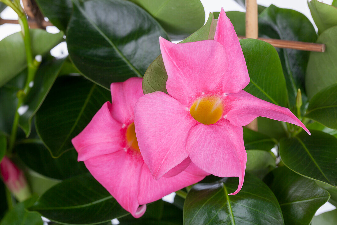 Mandevilla sanderi, pink