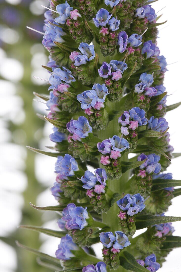 Echium webbii