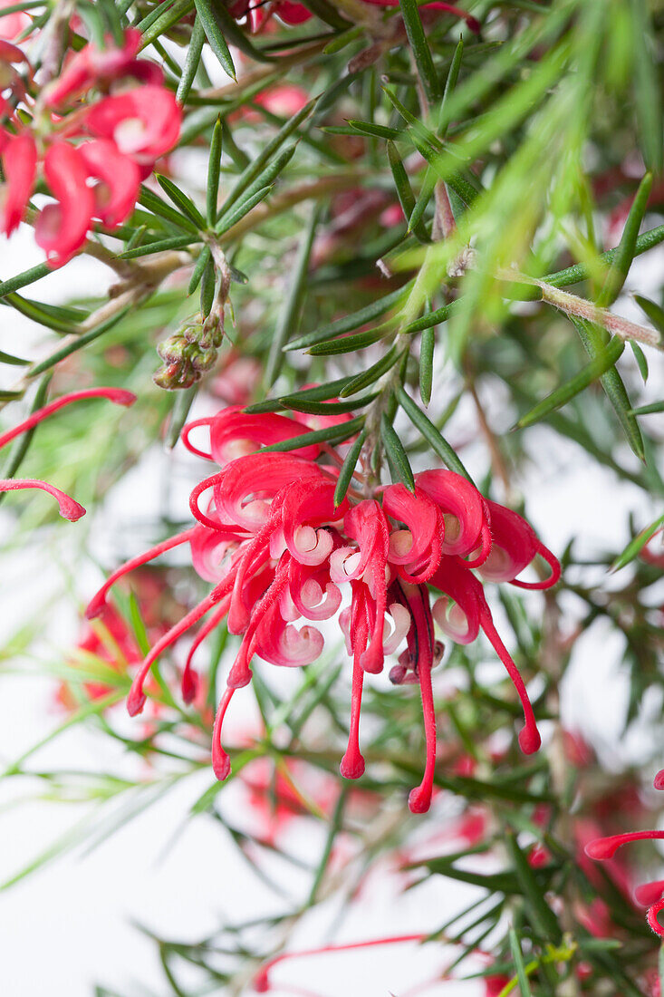 Grevillea robusta