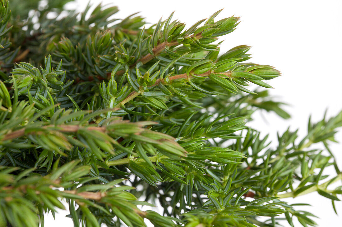 Juniperus communis 'Greenmantle'.