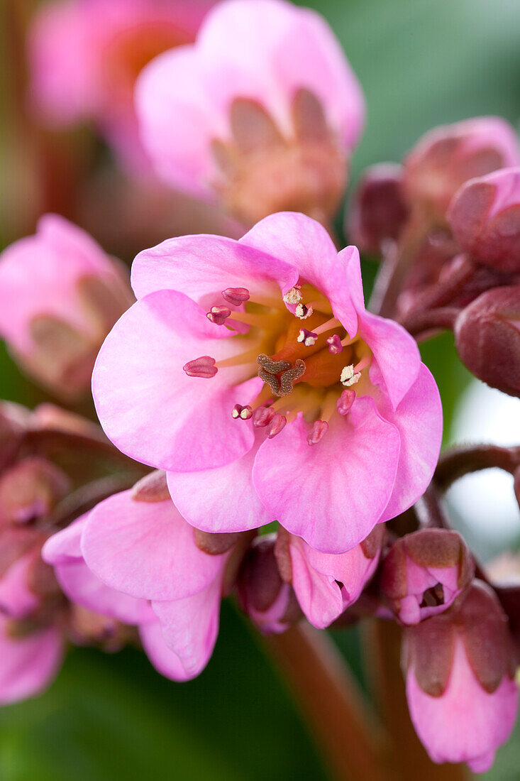 Bergenia