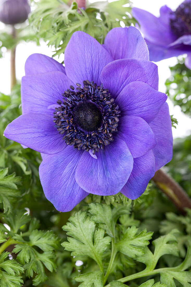 Anemone coronaria