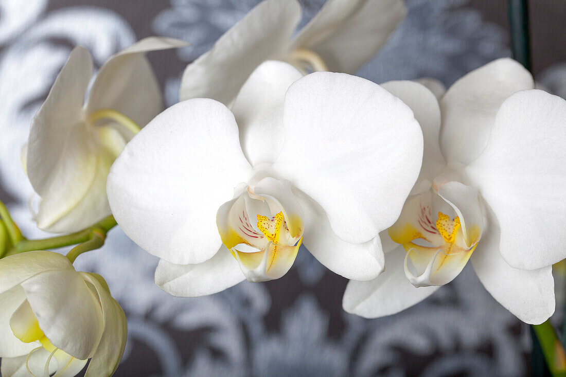 Phalaenopsis