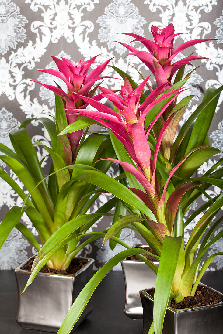 Guzmania