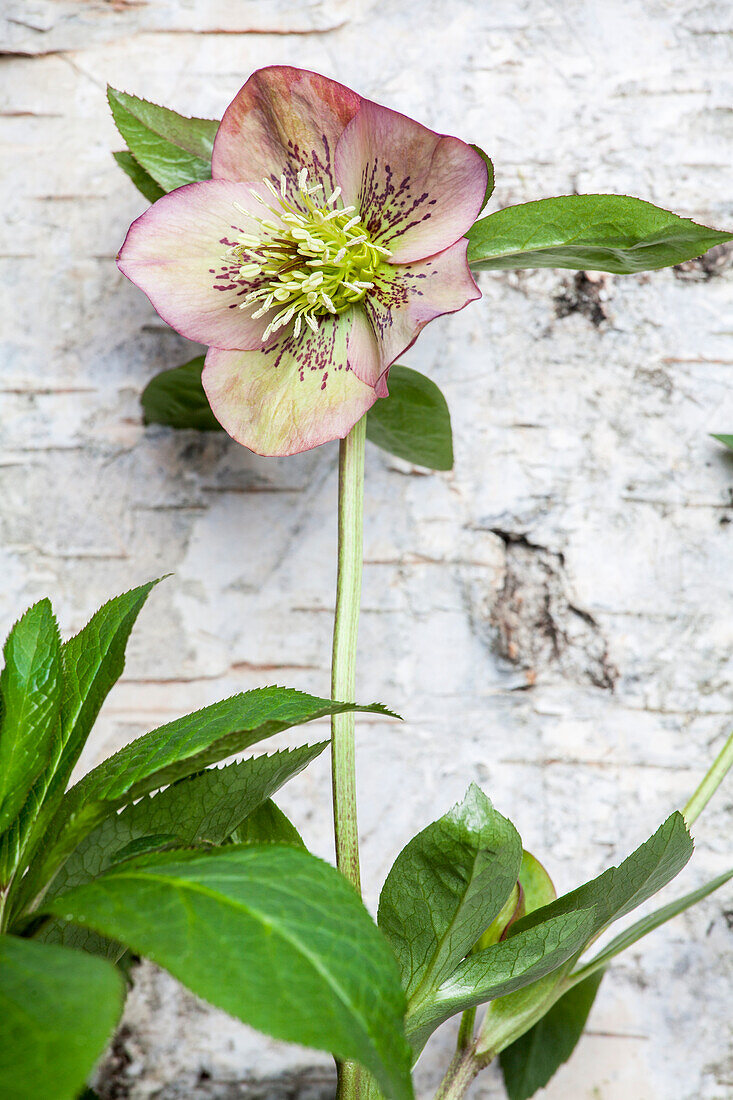 Helleborus orientalis