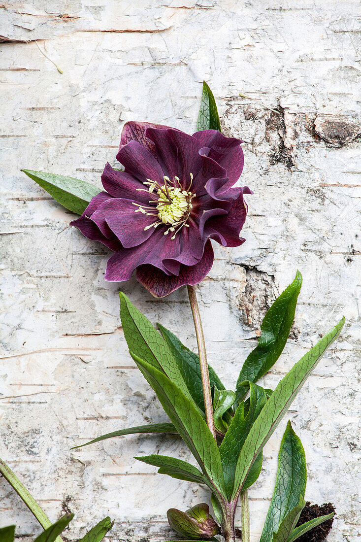 Helleborus orientalis