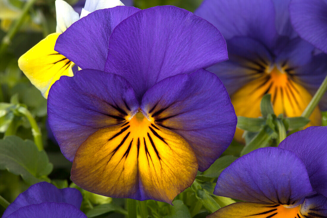 Viola cornuta