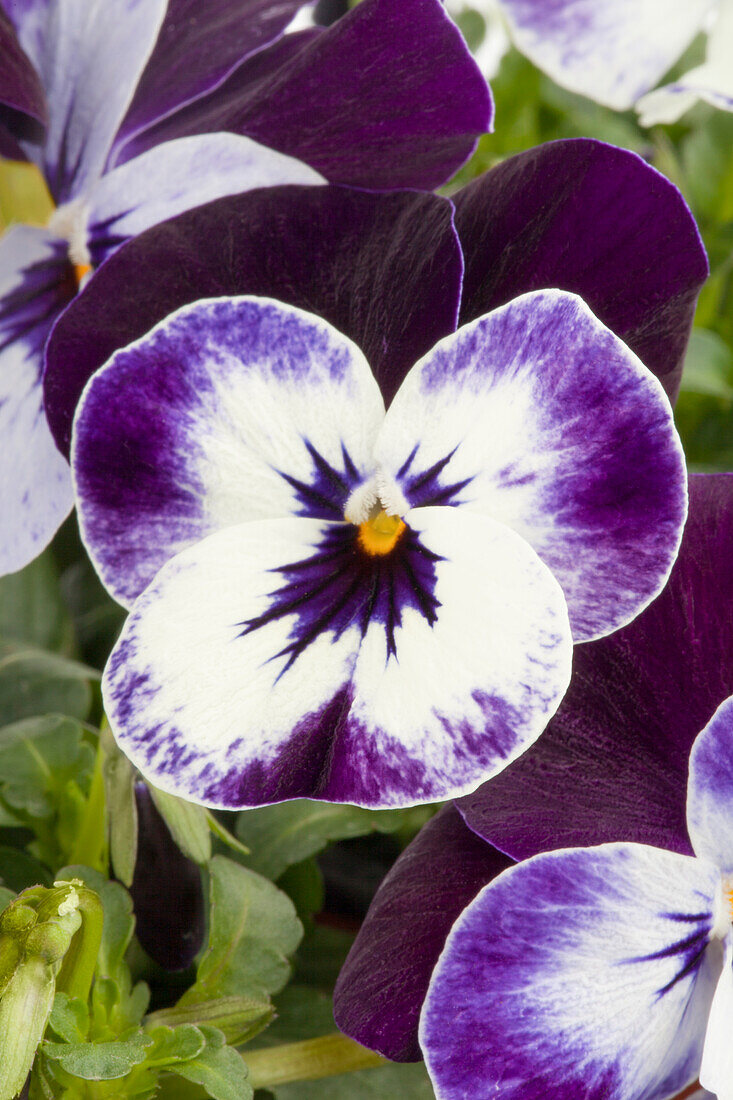 Viola cornuta