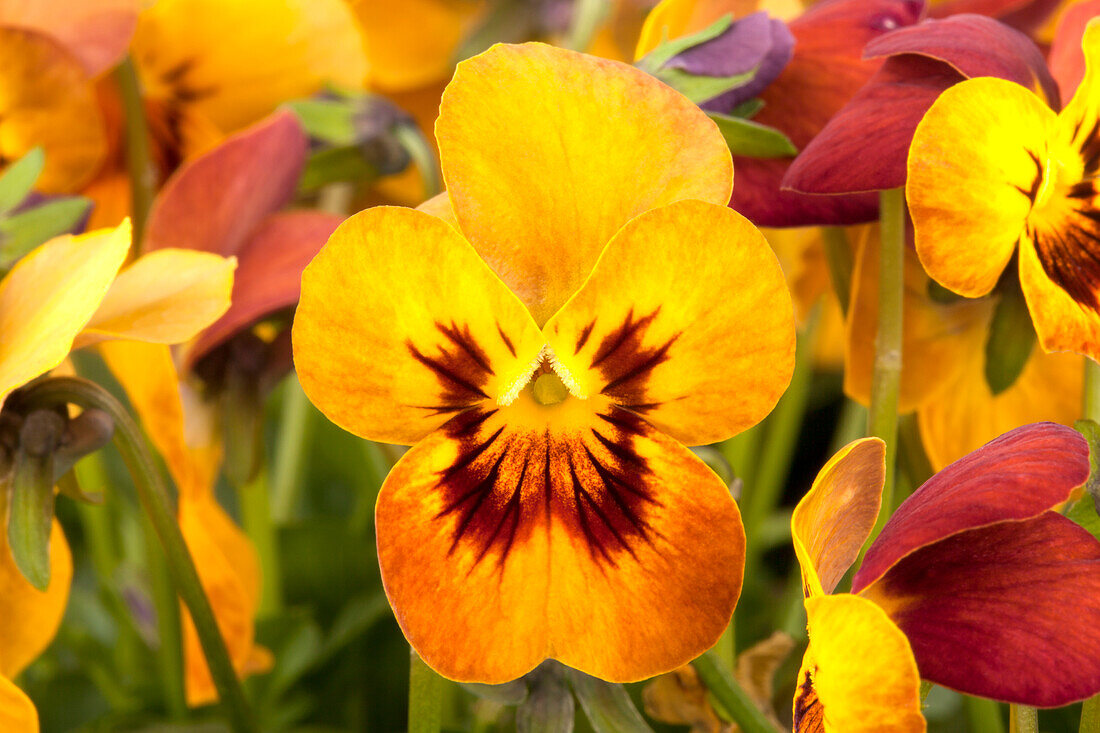 Viola cornuta