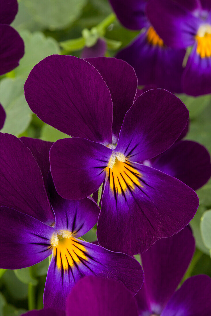 Viola cornuta