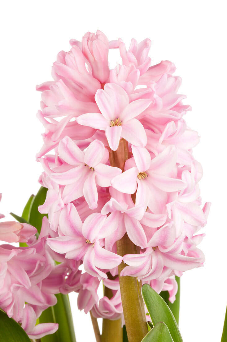 Hyacinthus orientalis