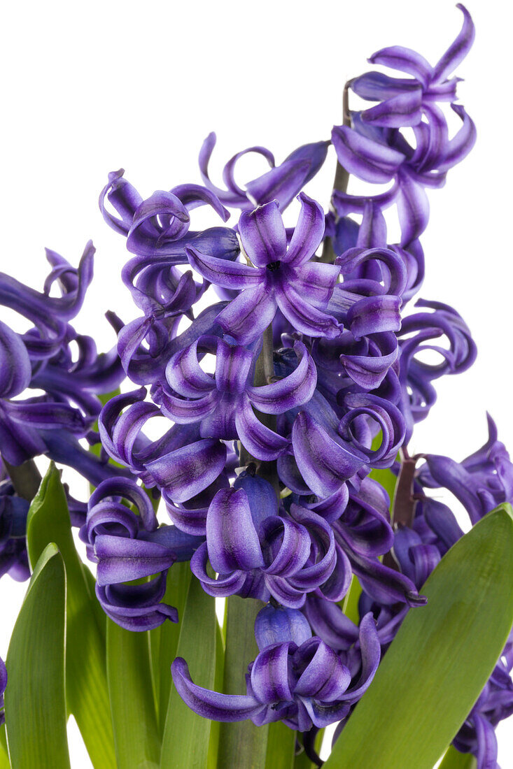 Hyacinthus orientalis