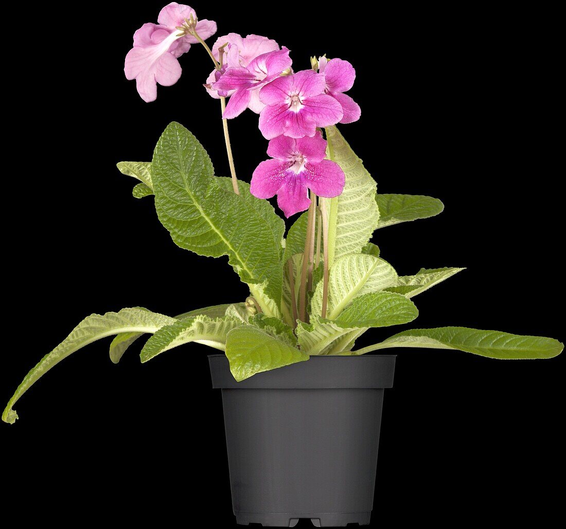 Streptocarpus