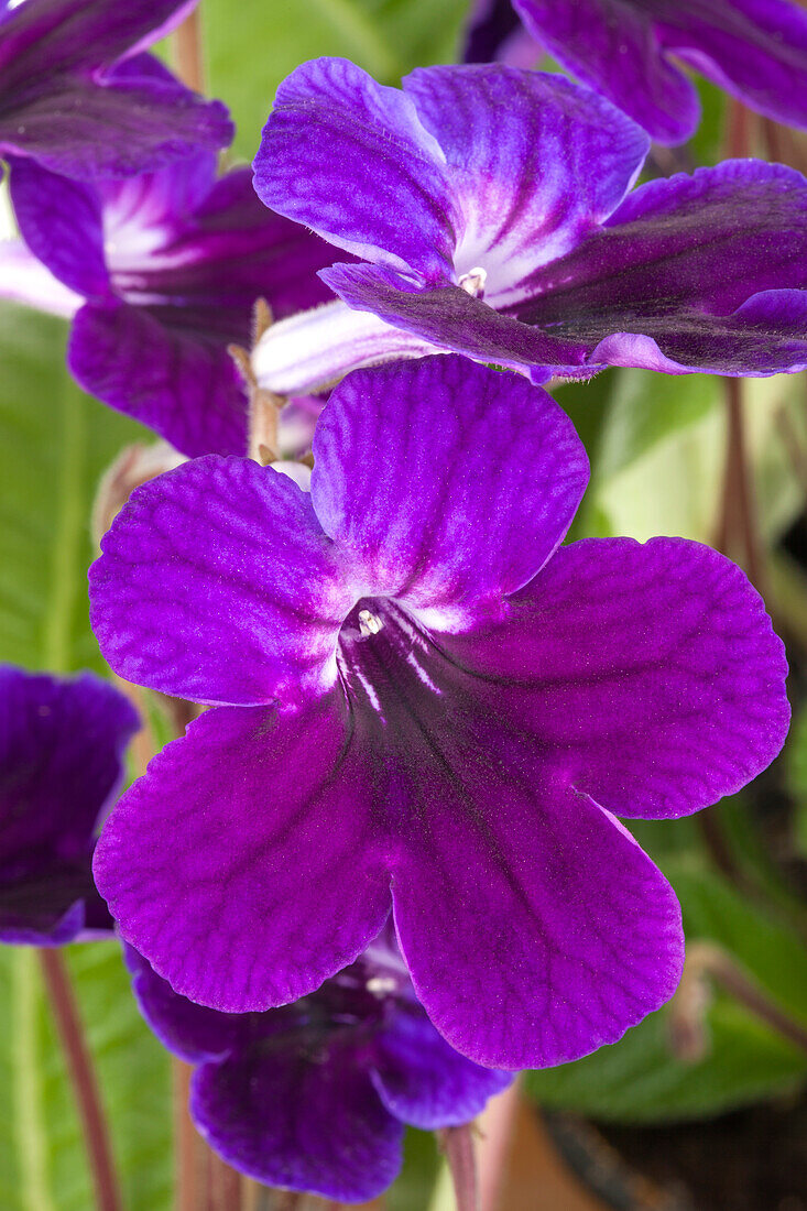 Streptocarpus, blue