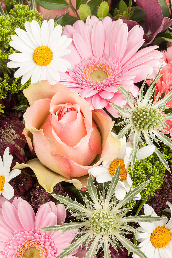 Gerbera, Rosa, pink, Eryngium