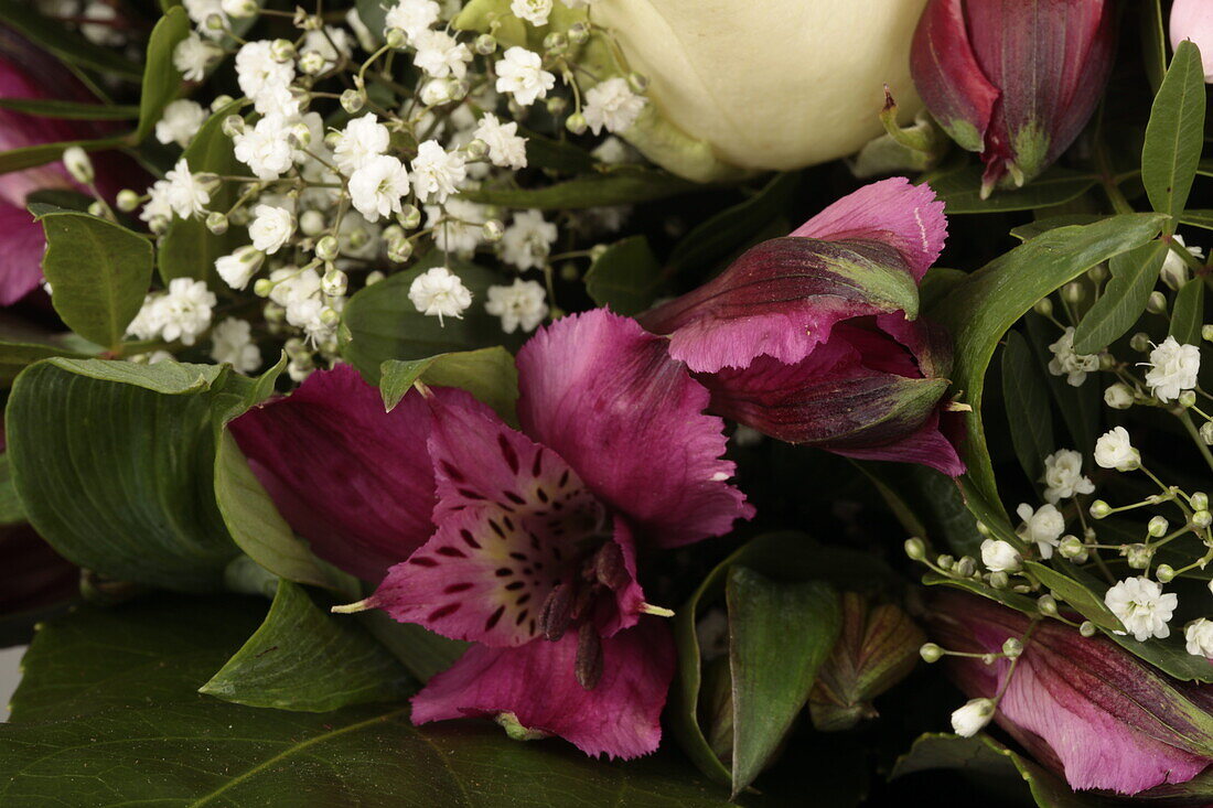 Bouquet pink cream