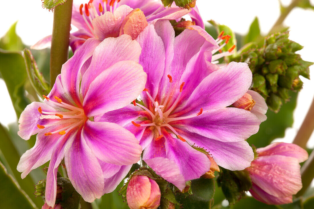 Lewisia cotyledon