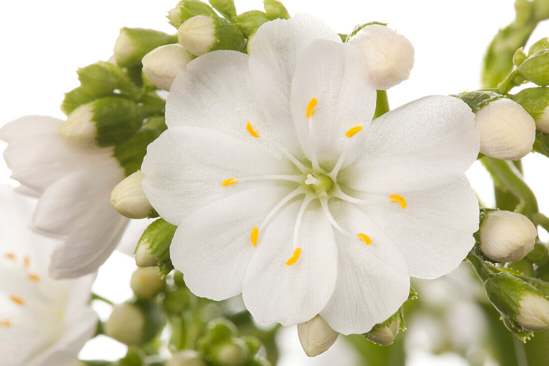 Lewisia cotyledon