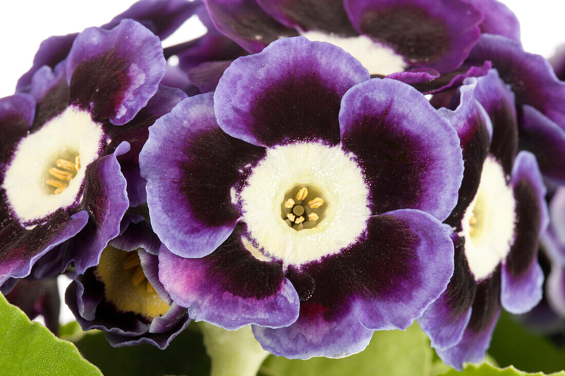 Primula auricula