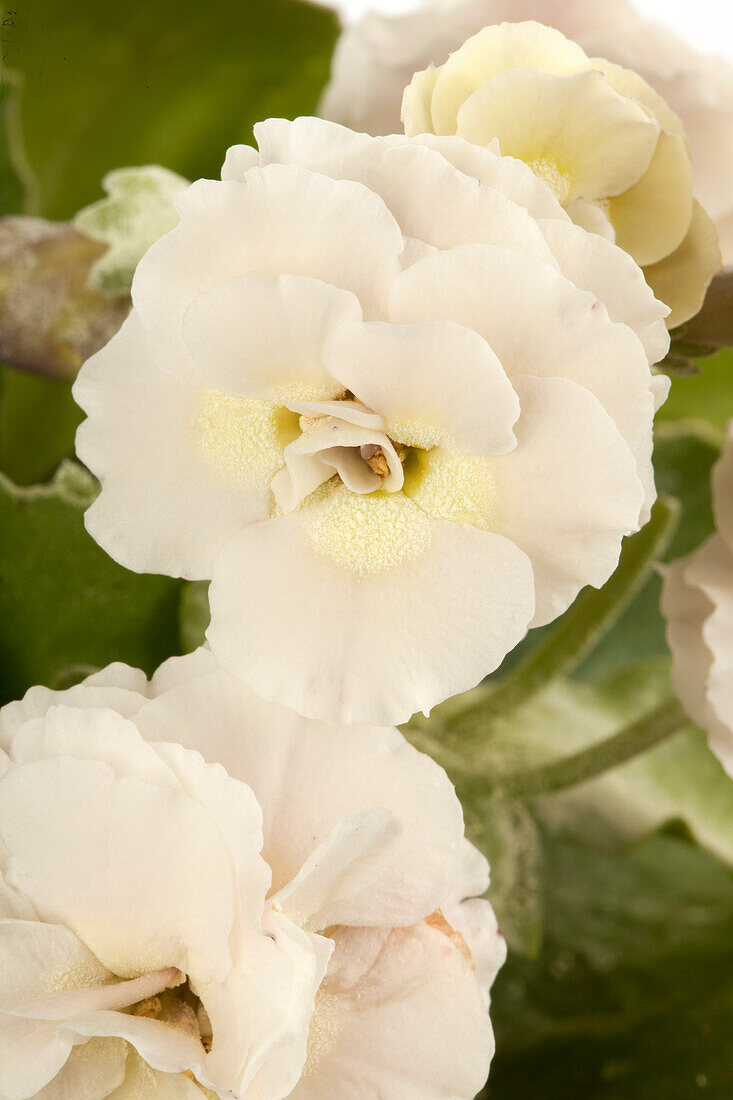 Primula auricula