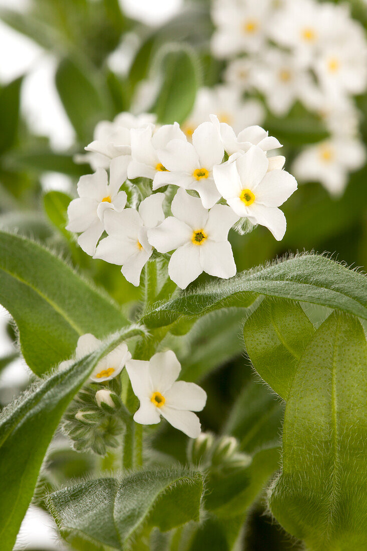 Myosotis sylvatica, white