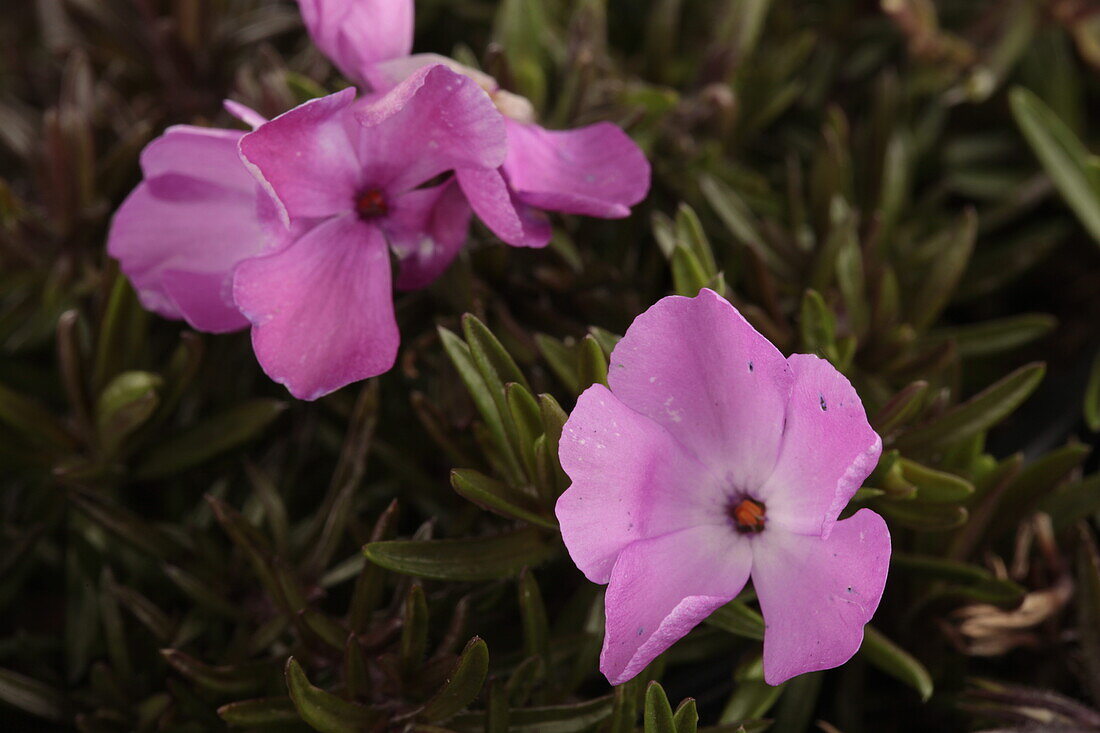 Phlox subulata