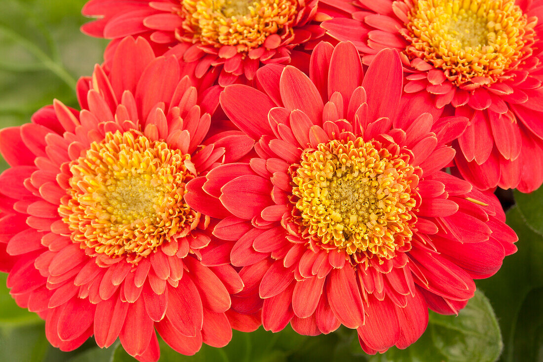 Gerbera 'Durora'