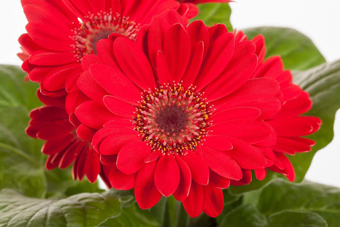 Gerbera, rot