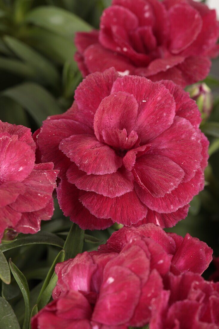 Dianthus caryophyllus