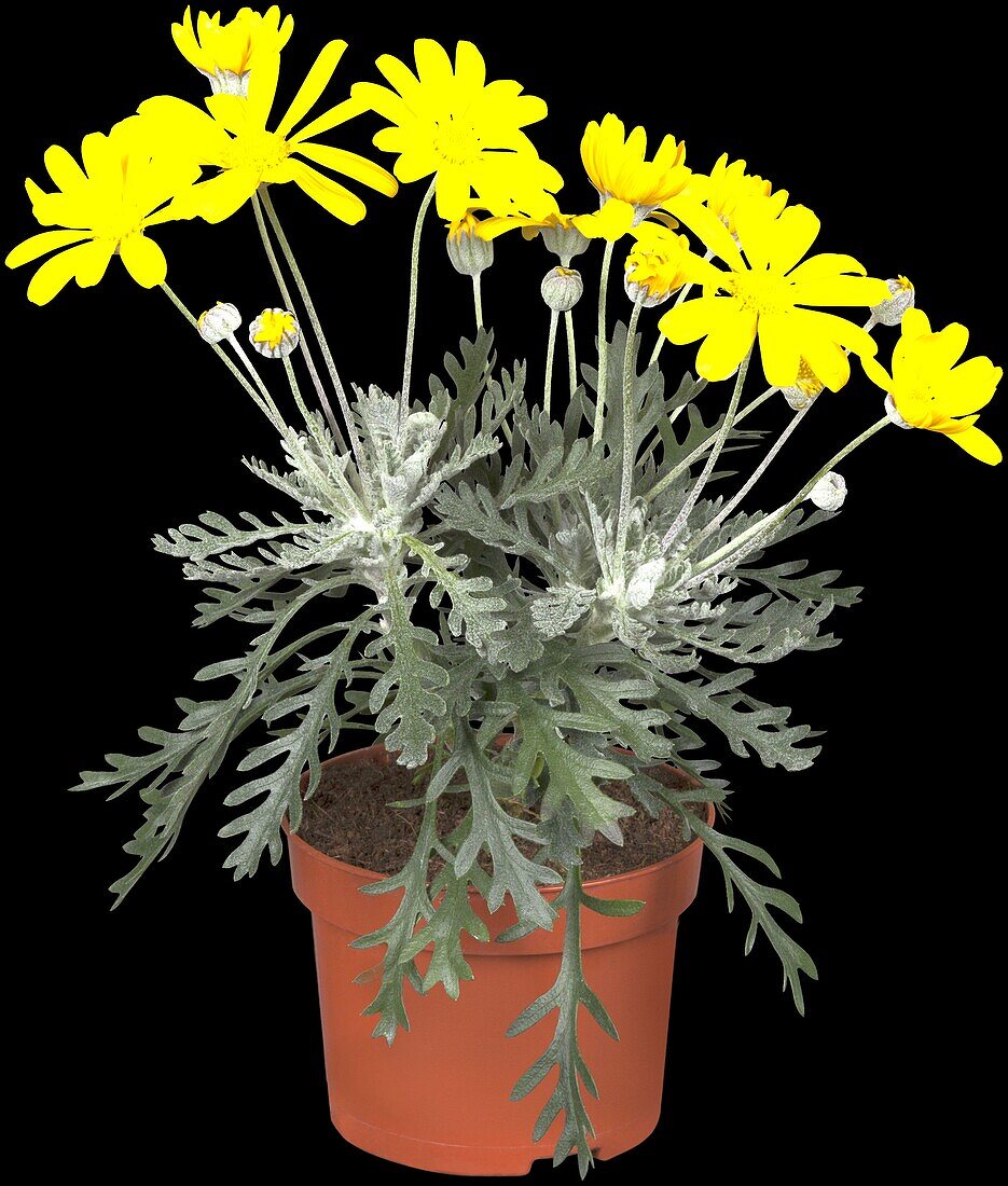 Euryops pectinatus