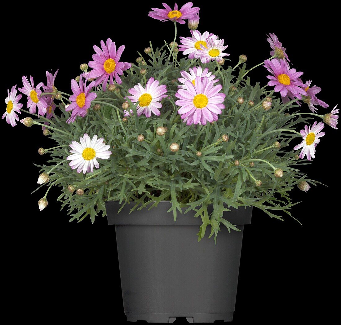 Argyranthemum frutescens, rosa