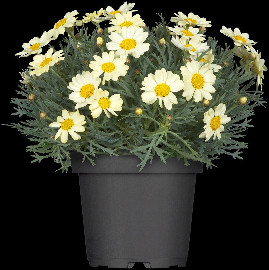 Argyranthemum frutescens, gelb