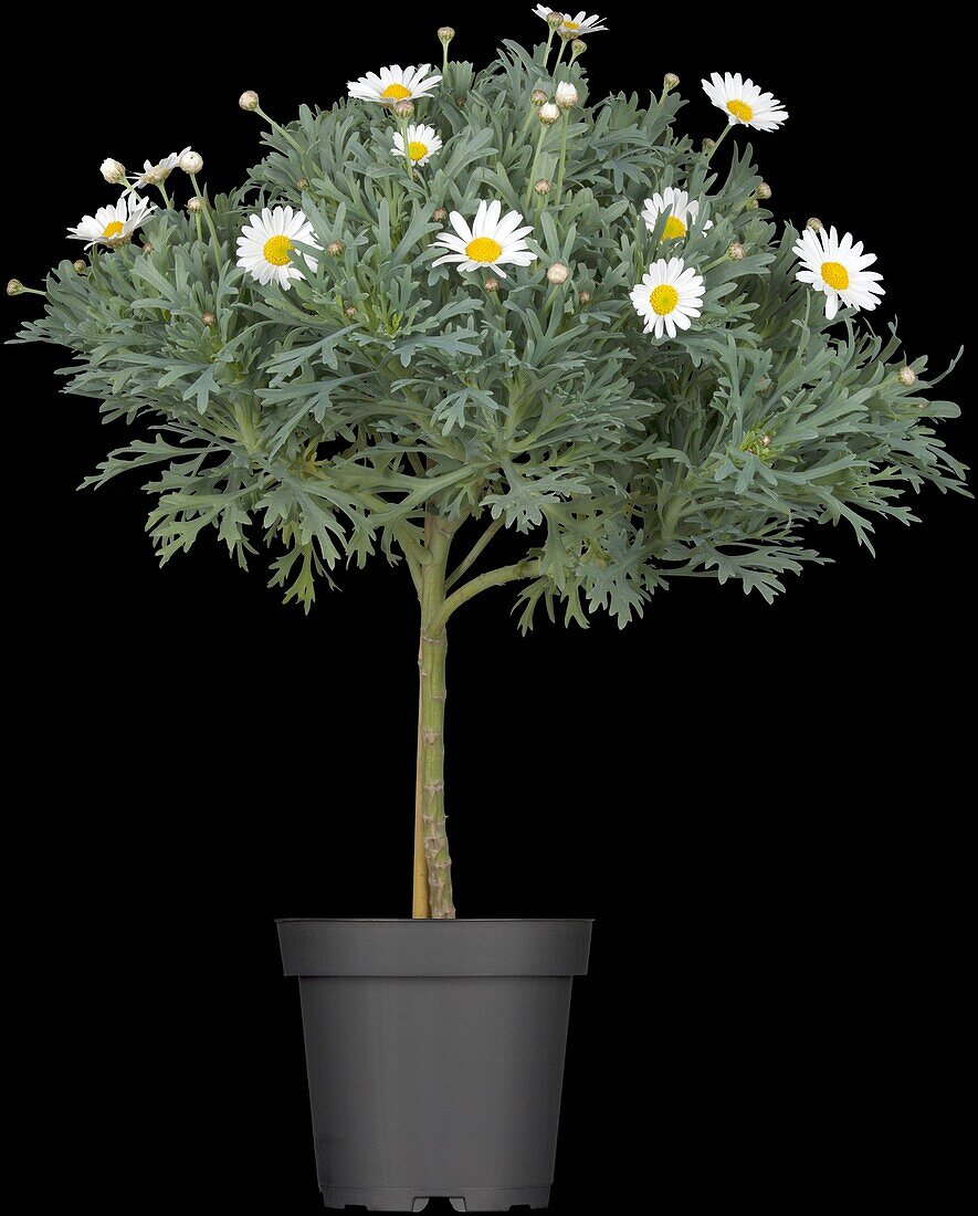 Argyranthemum frutescens, stem