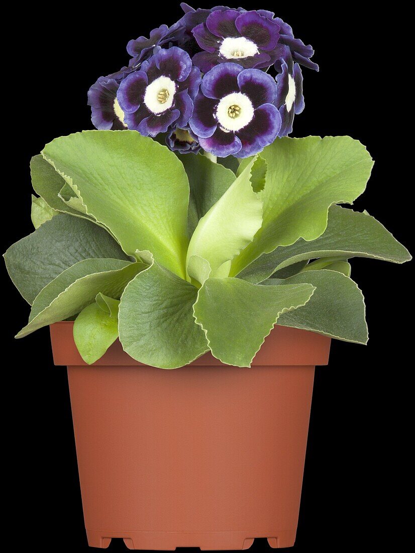 Primula auricula